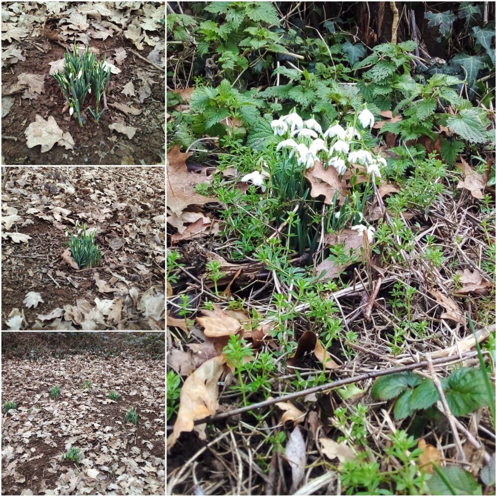  Collage of emerging Snowdrops