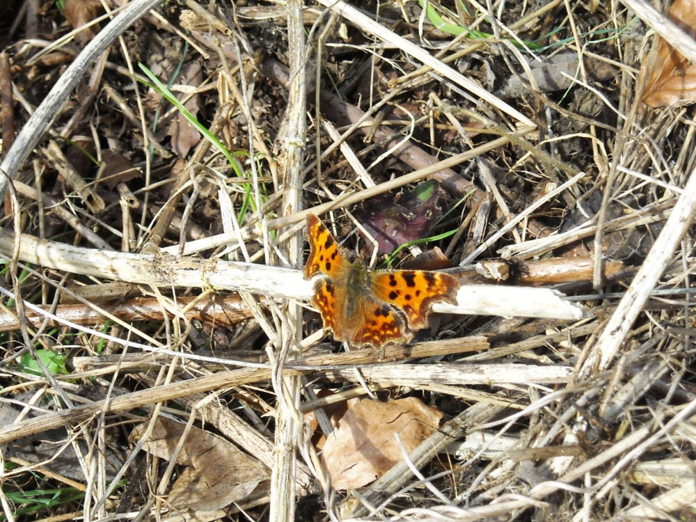 A brown spotted butterfly resting on a twig