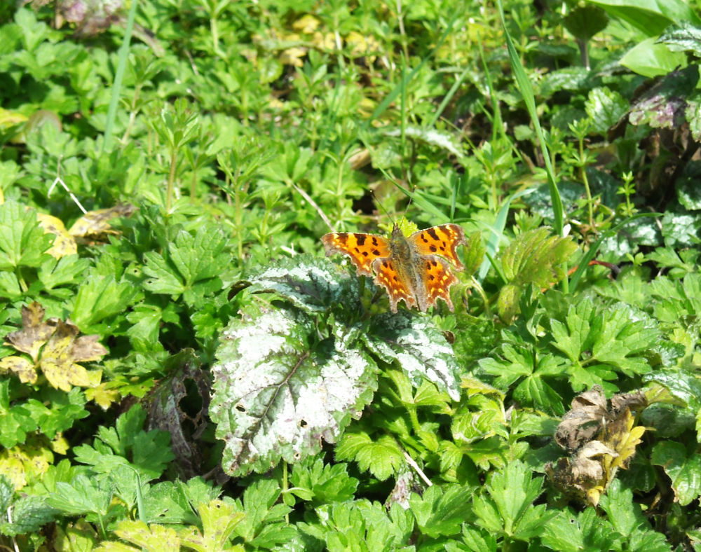 A brown spotted butterfly resting on a leaf