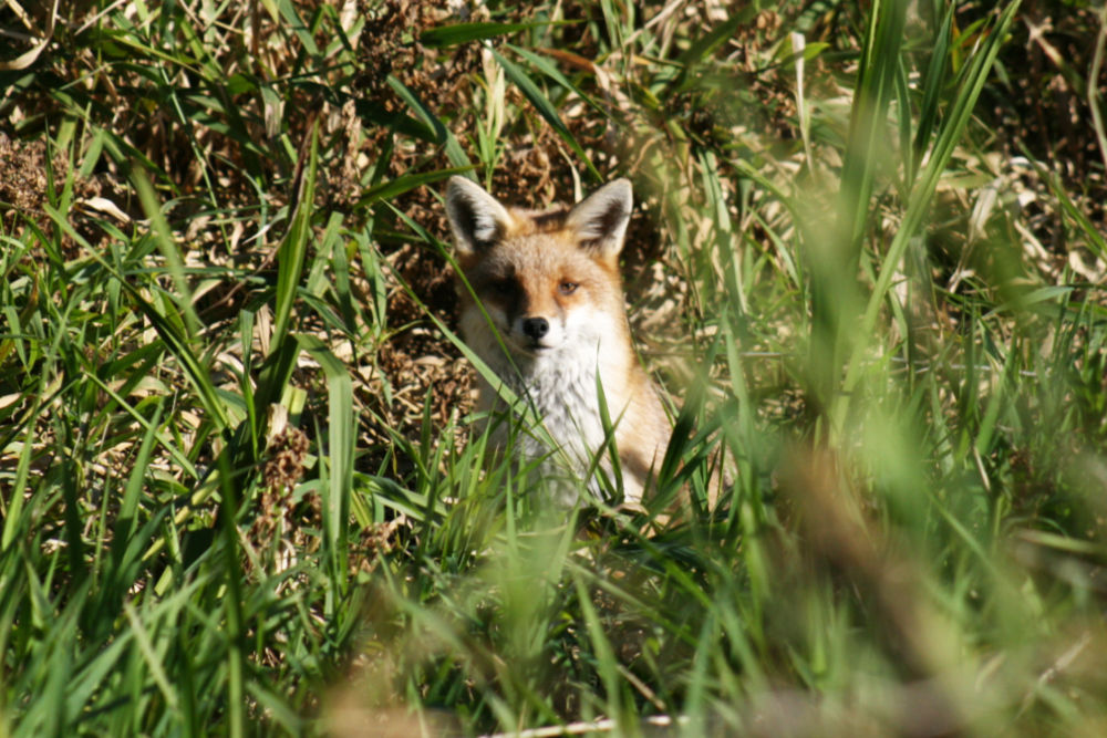 A fox peers through grassland to the viewer