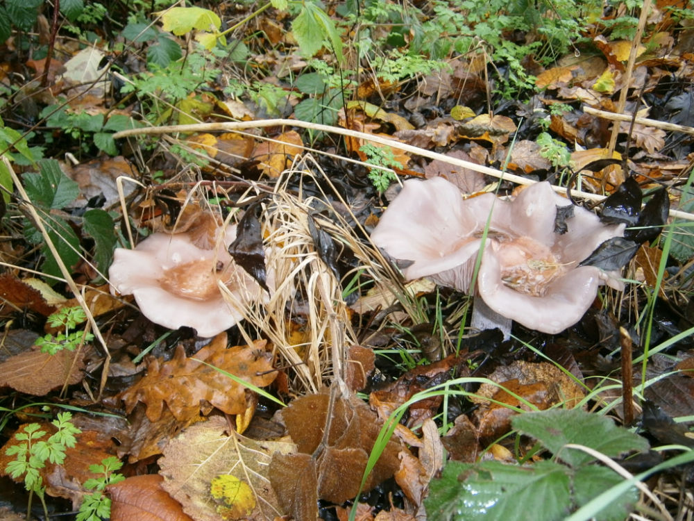 Light coloured glossy fungi emerging from under oak leaves