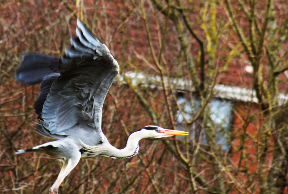 A heron passing trees in mid-flight