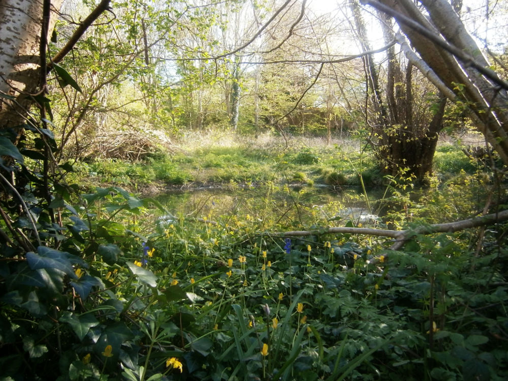 Looking through trees to a pond lit by sun