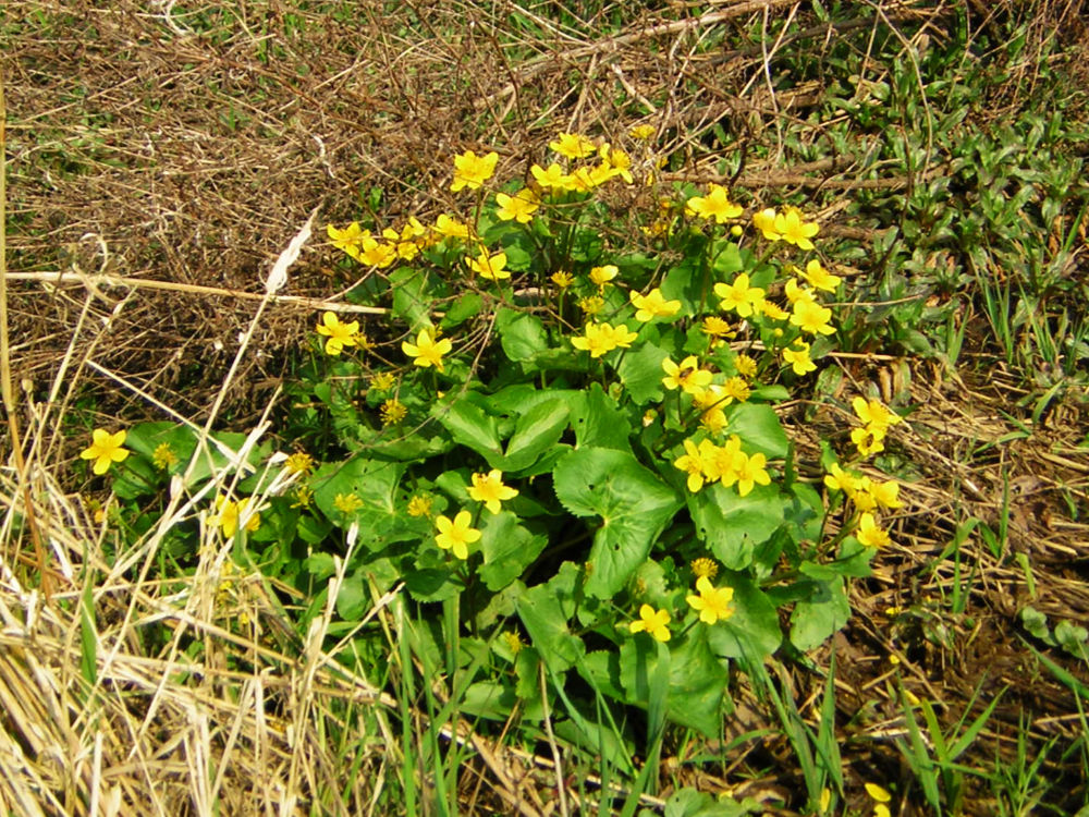 A clump of yellow marsh marigold flowers in the sun