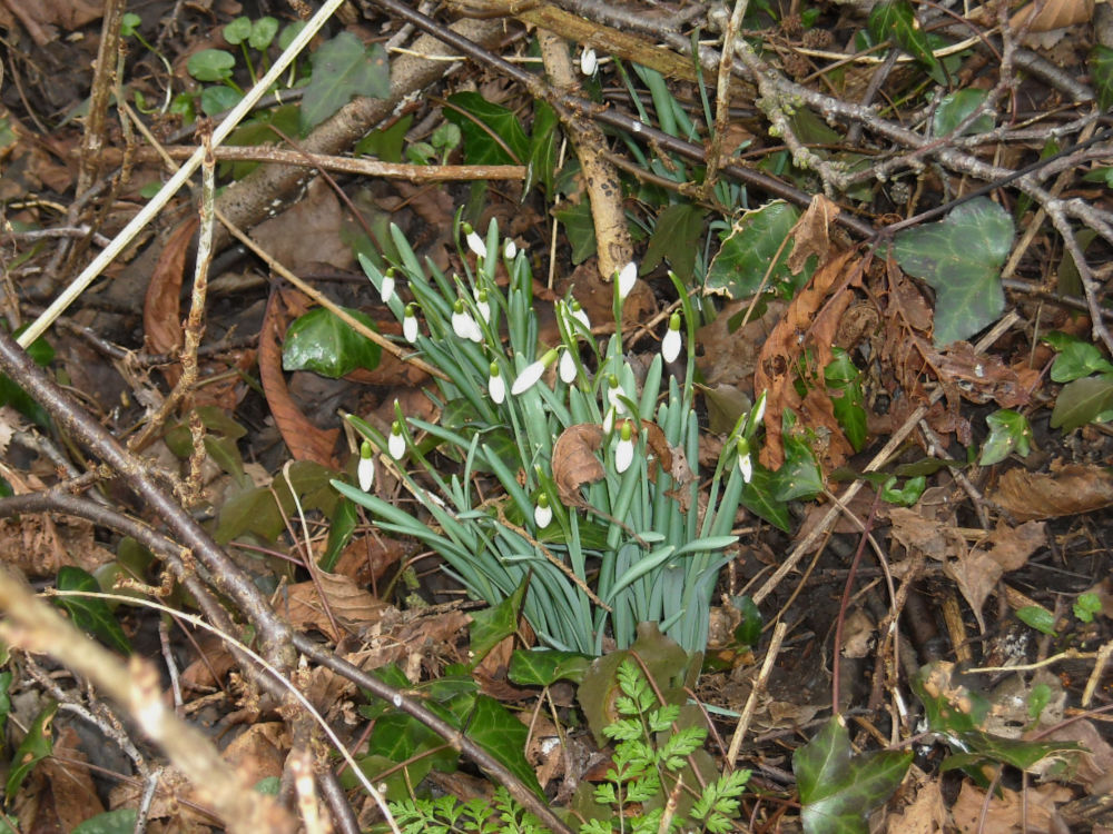A clump of snowdrops with flowers about to open