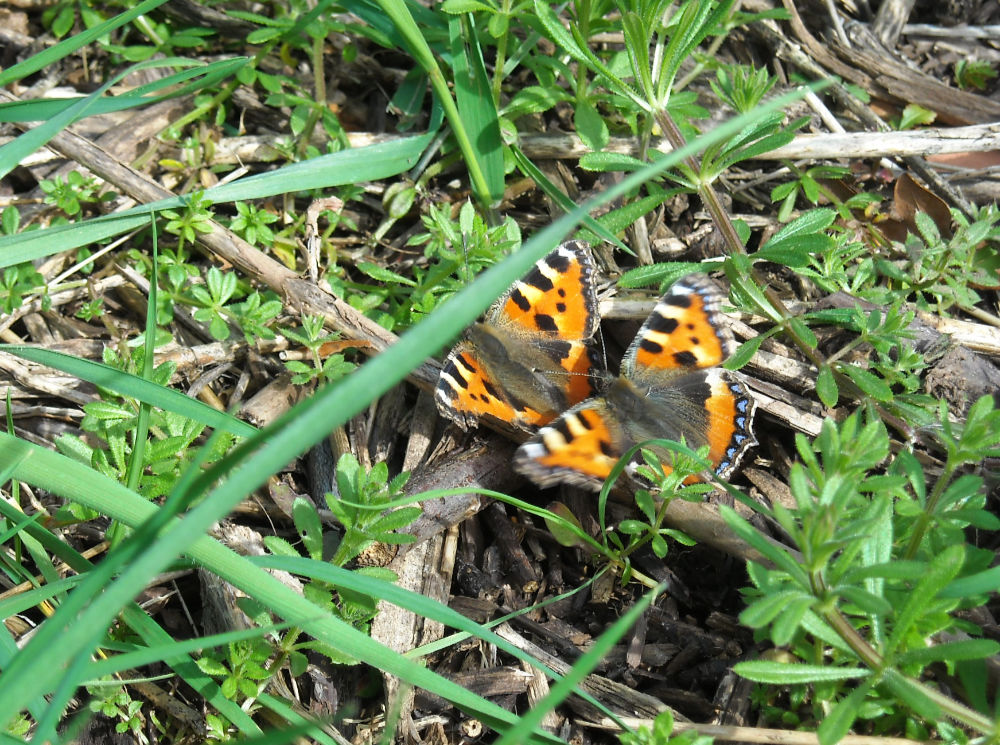 Two tortoiseshell butterflies together on a twig