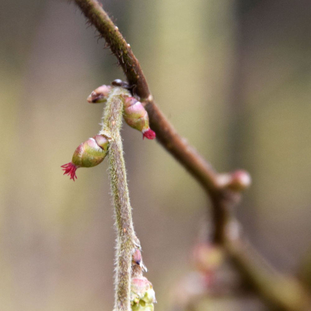 Two tiny tree buds with tiny red flowers emerging