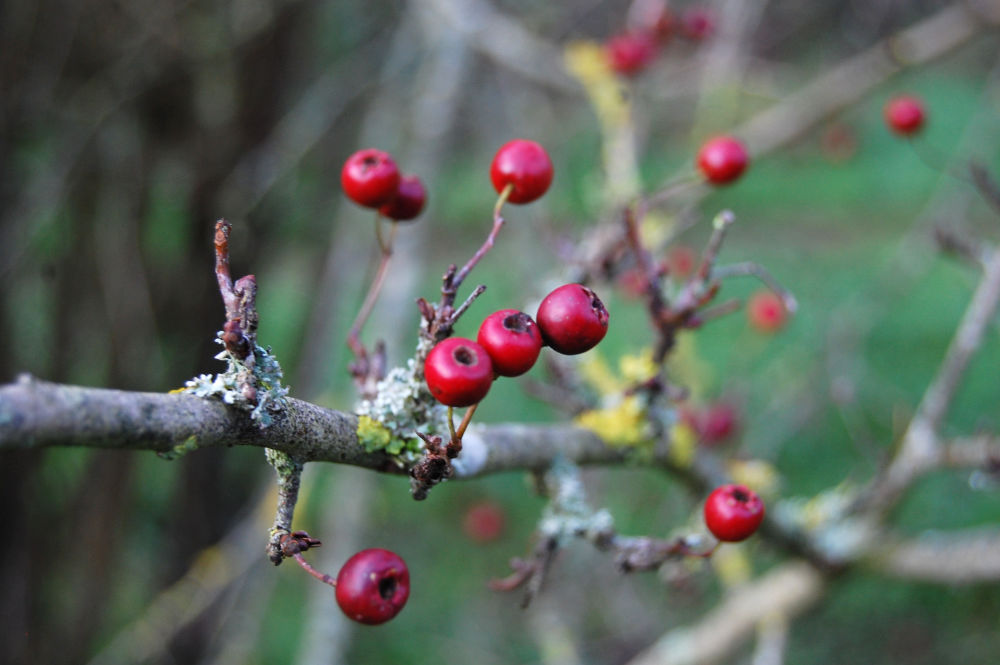 Groups of red berries on a tree branch