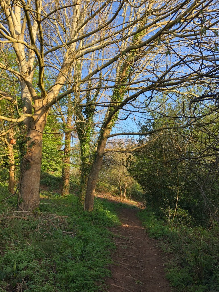 Looking along a pathway through trees