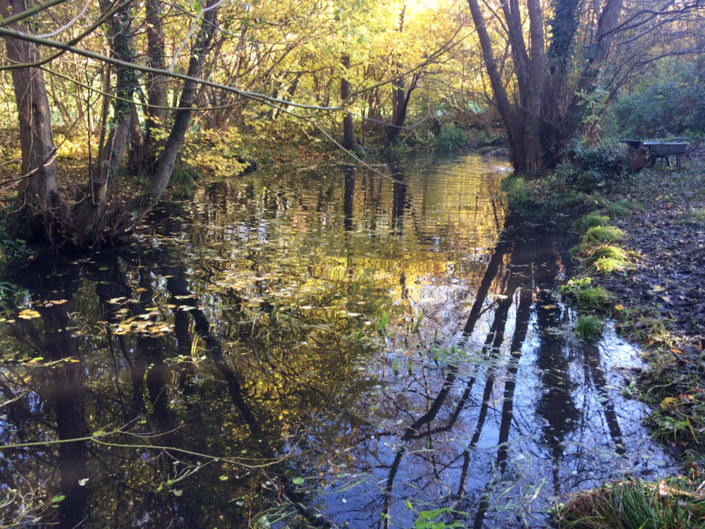 Sun shining through trees onto a pond surface
