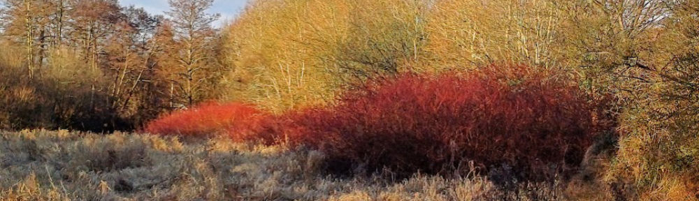 The Friends of Leap Valley